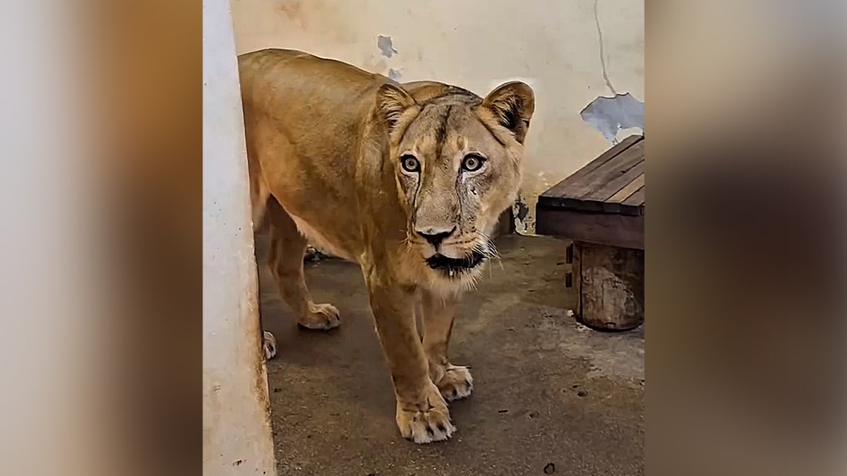 leone femmina in un piccolo recinto