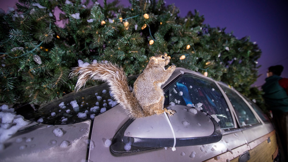 A fake squirrel on top of a car next to a Christmas tree.