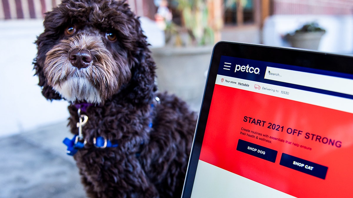 A dog looking at a laptop with on the Petco website.