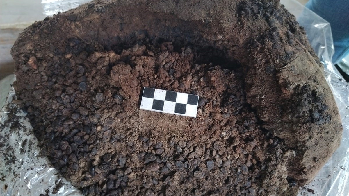 Burnt bean remains at site