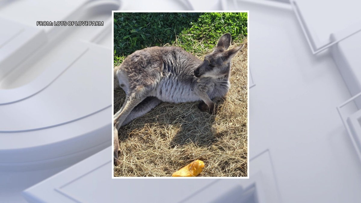 Picture of Rex the wallaby