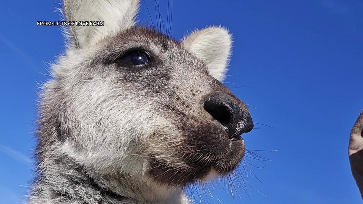 Picture of Rex, the wallaby, missing in New Jersey