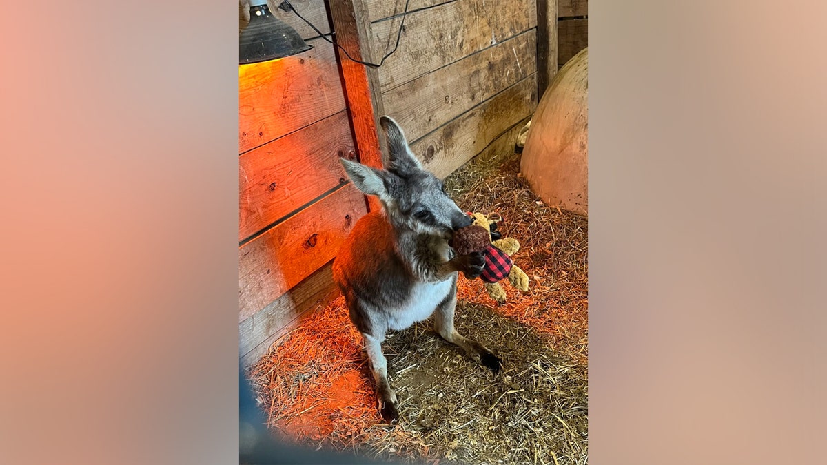 Rex the wallaby in Lots of Love Farm in New Jersey