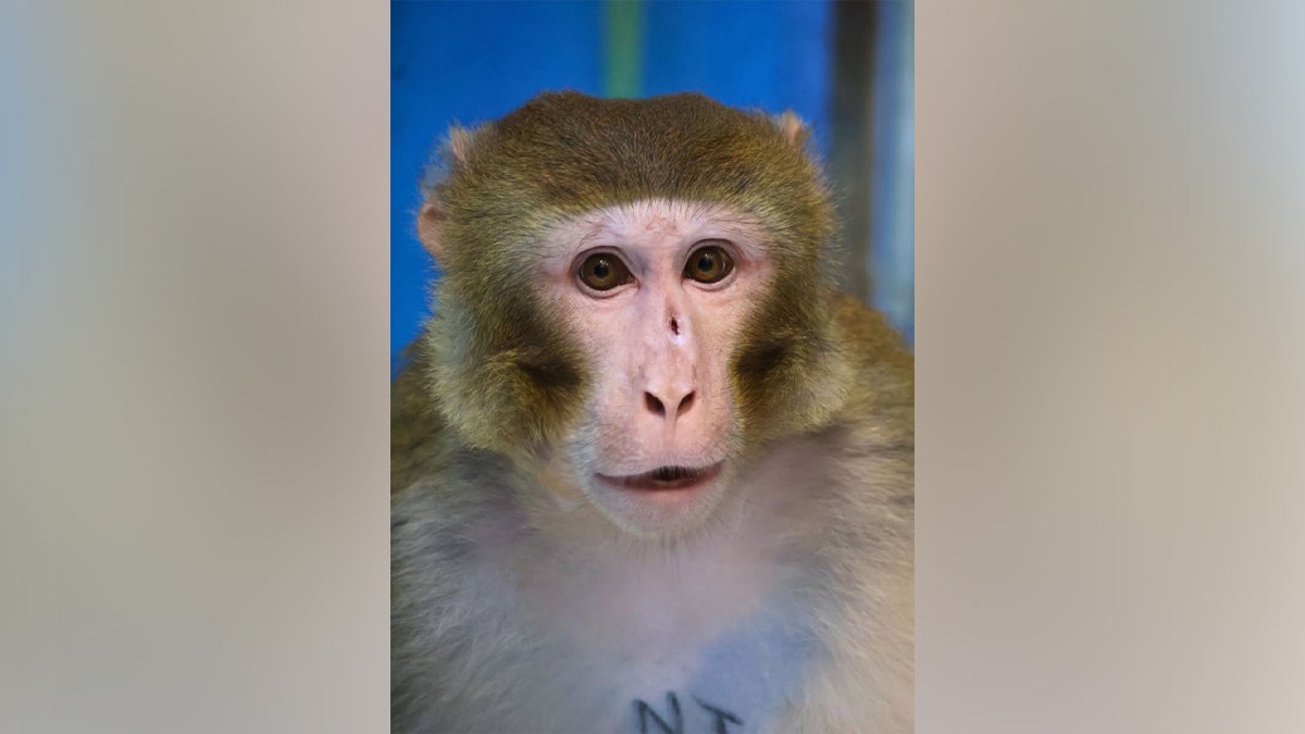 Rhesus monkey recovered and now in animal refugee