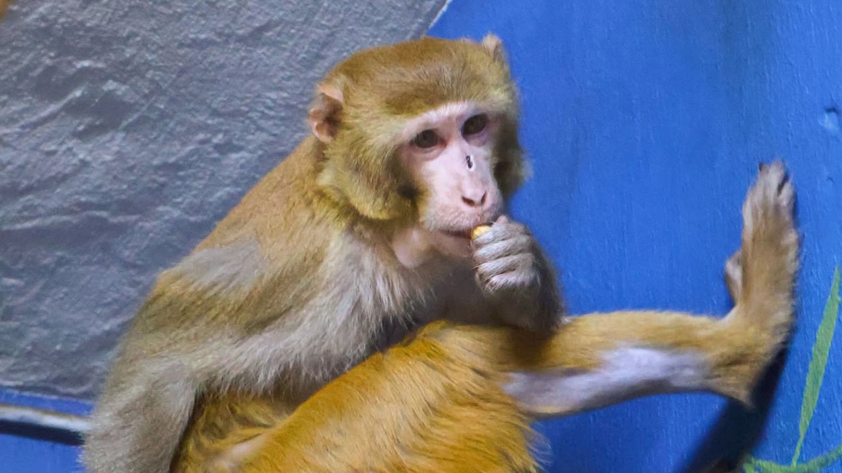 Remaining rhesus monkey found and now in animal refuge