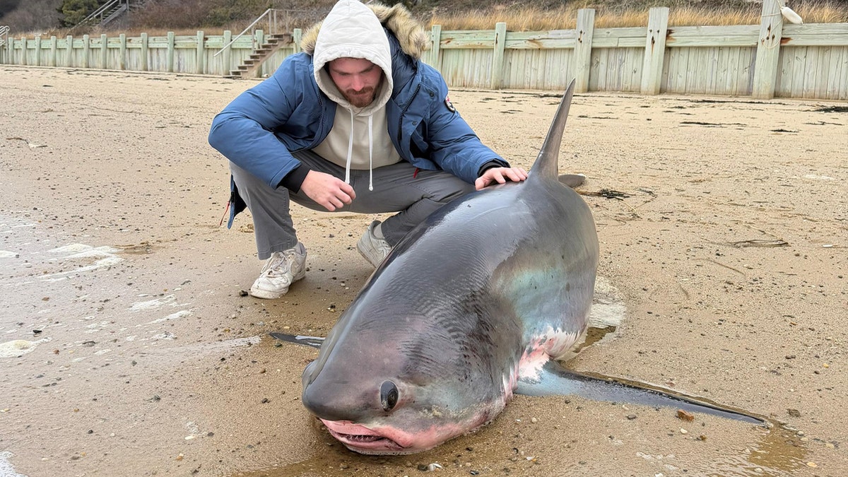 man in jacket and hoodie checking on stranded shark