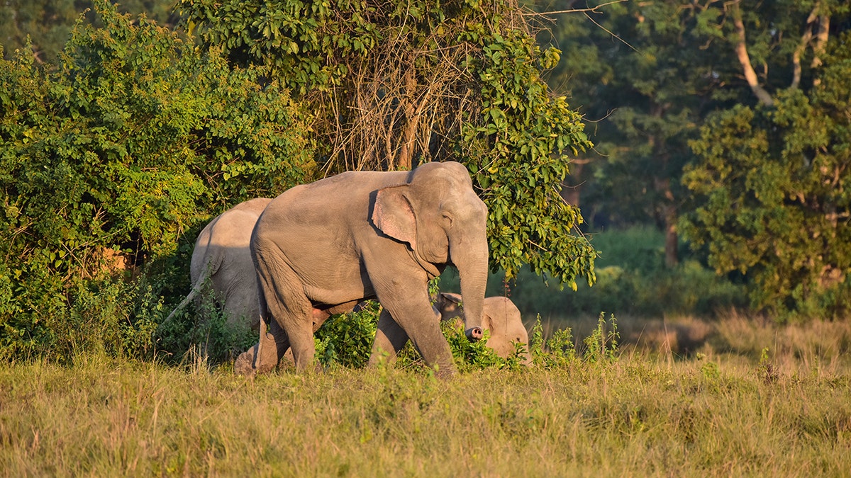 Wild Elephant In Assam