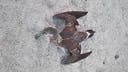 Dead birds on Florida beaches have experts worried about avian flu
