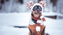 14 dog jackets, sweaters and boots to keep your pup warm on winter walks