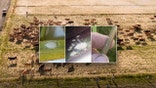 Pasture mealybugs and yellowing of the grass blade