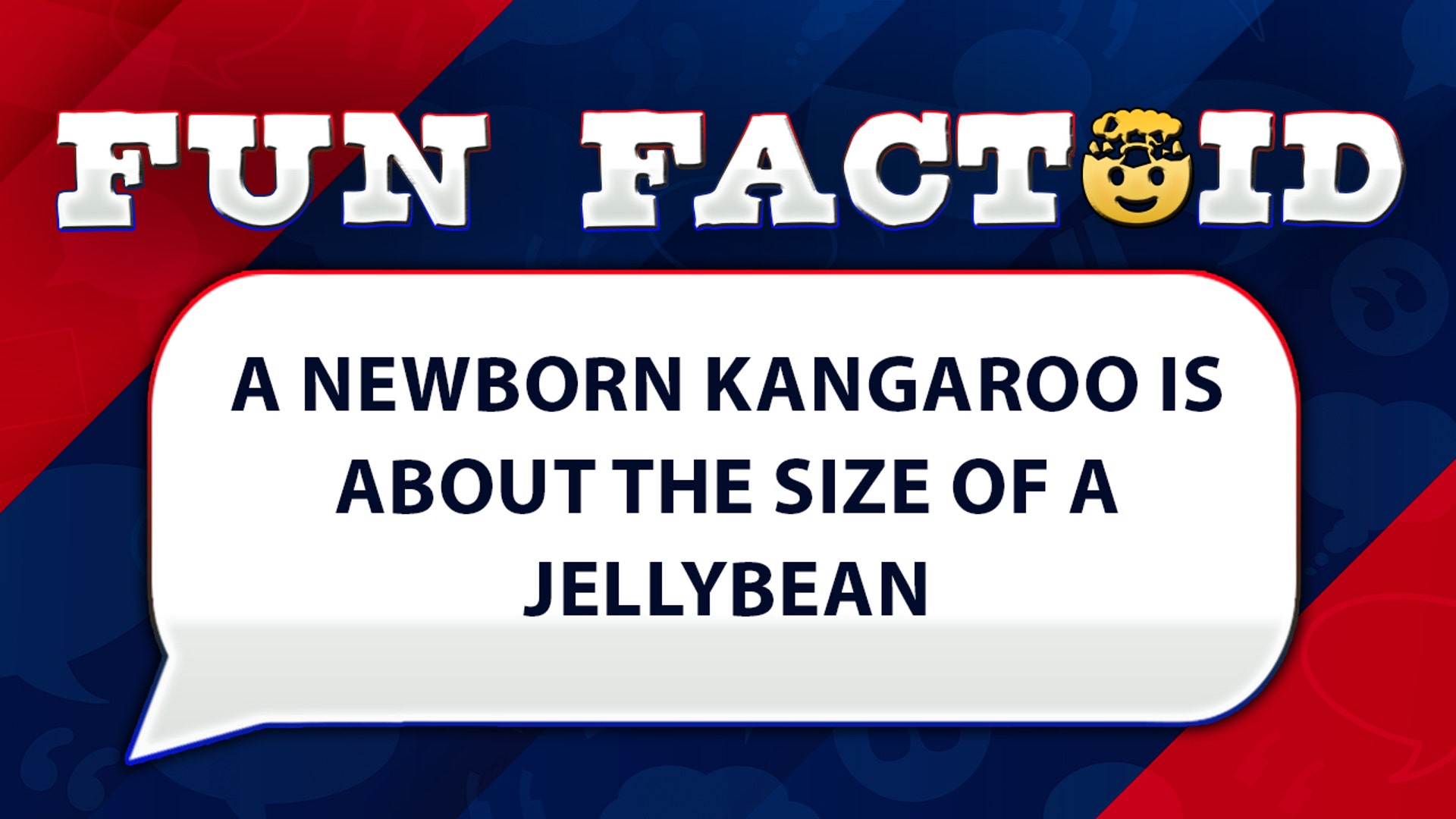 A newborn kangaroo is about the size of a jellybean