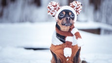 14 dog jackets, sweaters and boots to keep your pup warm on winter walks - Fox News