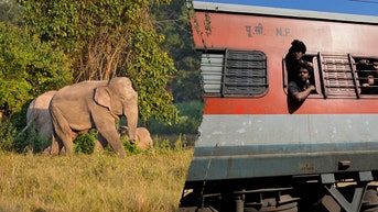 Passenger train kills seven wild elephants in collision, multiple coaches derail - Fox News