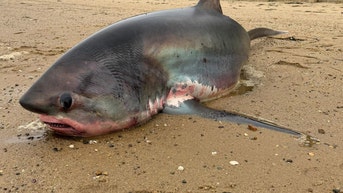 Massive 14-foot shark dies after being stranded on Massachusetts beach during migration - Fox News