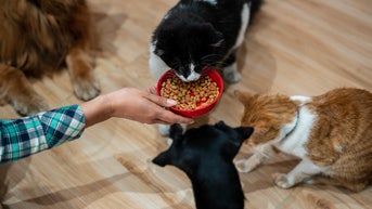 Breakthrough GLP-1 implant promises major weight-loss benefits for pets - Fox News