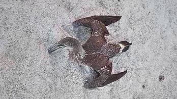 Dead birds on Florida beaches have experts worried about avian flu