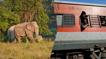 Several elephants killed in train collision as impact causes multiple coaches to derail