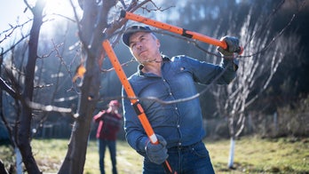 Must-have winter yard tools: Chainsaws, snow blowers and pet-safe ice melts