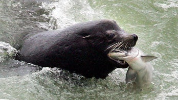Apex predator threatening Northwest salmon sparks rare bipartisan push to 'kill more'