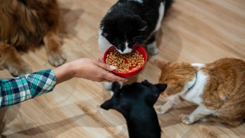 Breakthrough GLP-1 implant promises major weight-loss benefits for pets