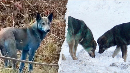 Expert reveals 'likely' reason behind Chernobyl’s mysterious blue dogs after viral photos