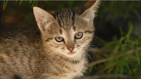 Pennsylvania bill would recognize pets as family members in divorce cases