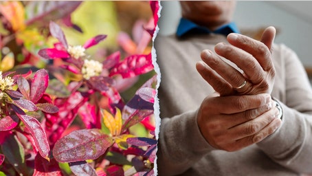 Traditional Brazilian plant shows unexpected strength against arthritis