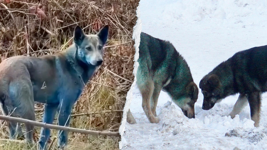 Expert reveals ‘likely’ reason behind Chernobyl’s mysterious blue dogs after viral photos