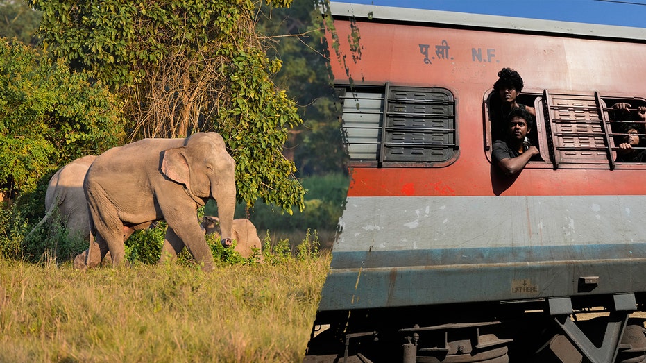 Several elephants killed in train crash after impact causes multiple coaches to derail