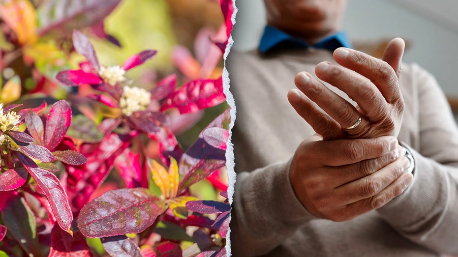 Traditional Brazilian plant shows unexpected strength against arthritis