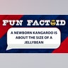 A newborn kangaroo is about the size of a jellybean