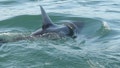 Shark sightings spike near America's beaches as July 4 crowds head to shore for weekend - Fox News