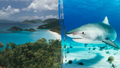 Minnesota woman killed in US Virgin Islands shark attack - Fox News