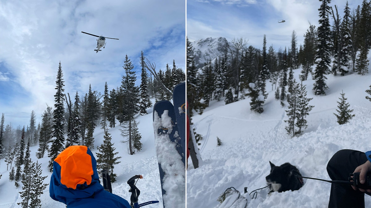split image of helicopter above mountain and dog searching for people in snow.