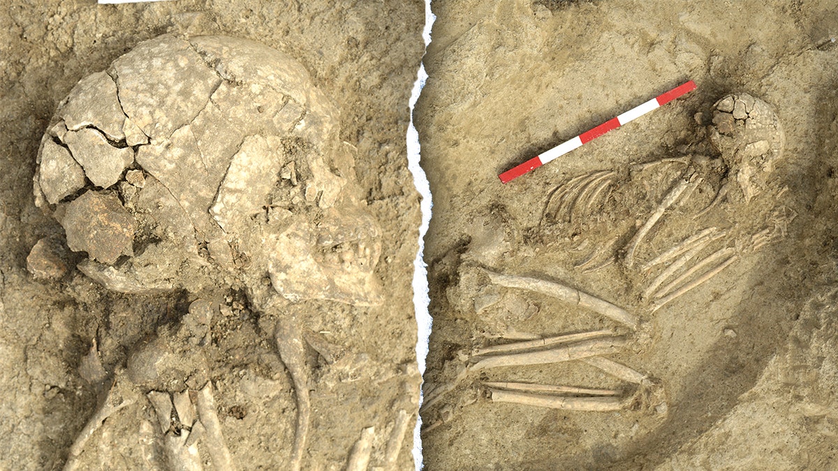 Ancient man survived brutal lion attack, suffered lifelong damage: 'Extremely rare' at george magazine