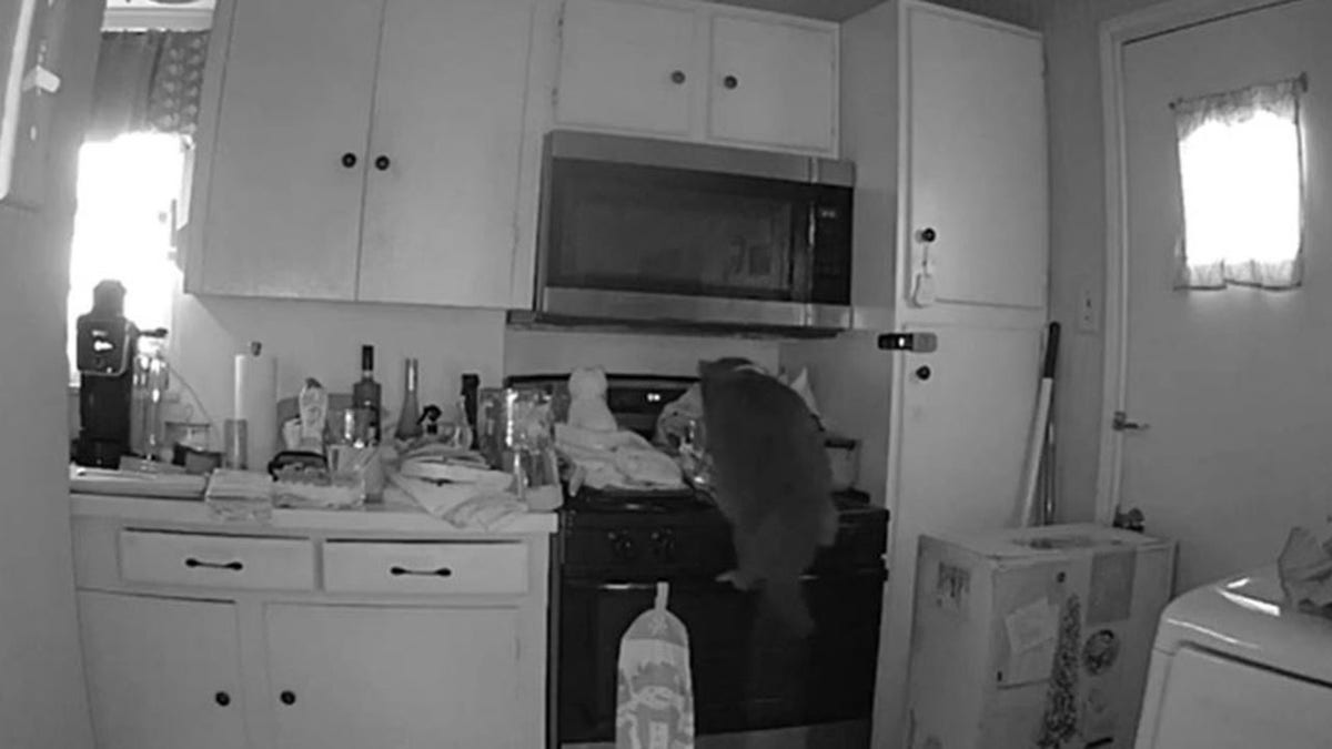 Cat on top of stove