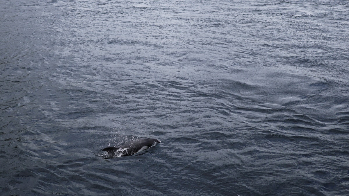 dolphin swimming in water Cape Froward National Park