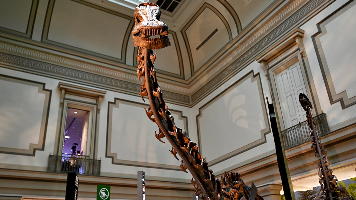 diplodocus skeleton