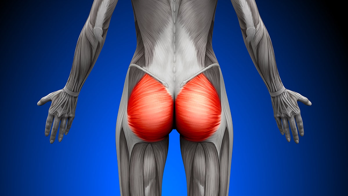 graphic of gluteus maximus in human anatomy