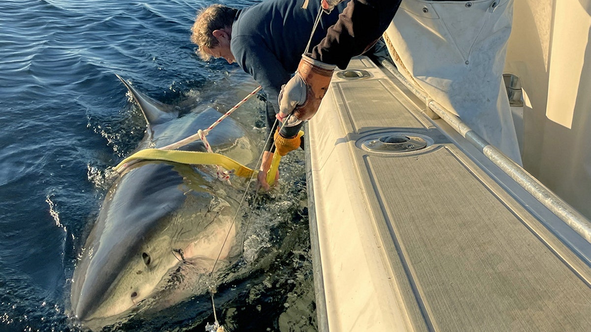 Fishermen securing great white shark, Contender, alongside a boat in open ocean waters.