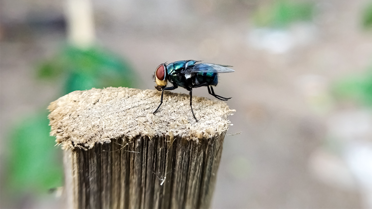 Cochliomyia hominivorax