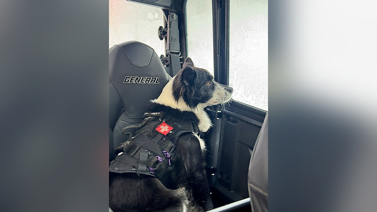 black and white dog looking outside window of vehicle