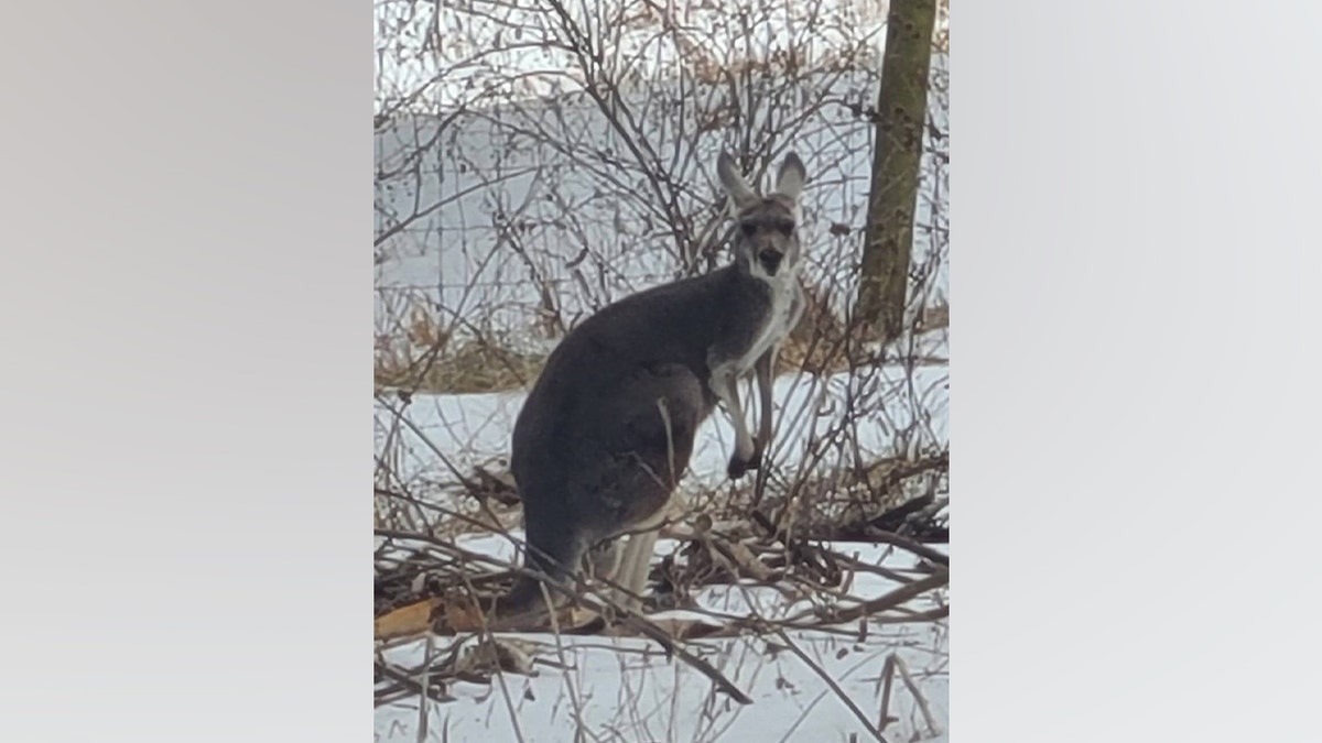 Kangaroo rescue virginia snow