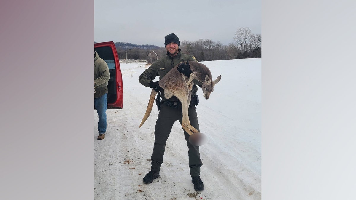 Kangaroo rescue virginia snow