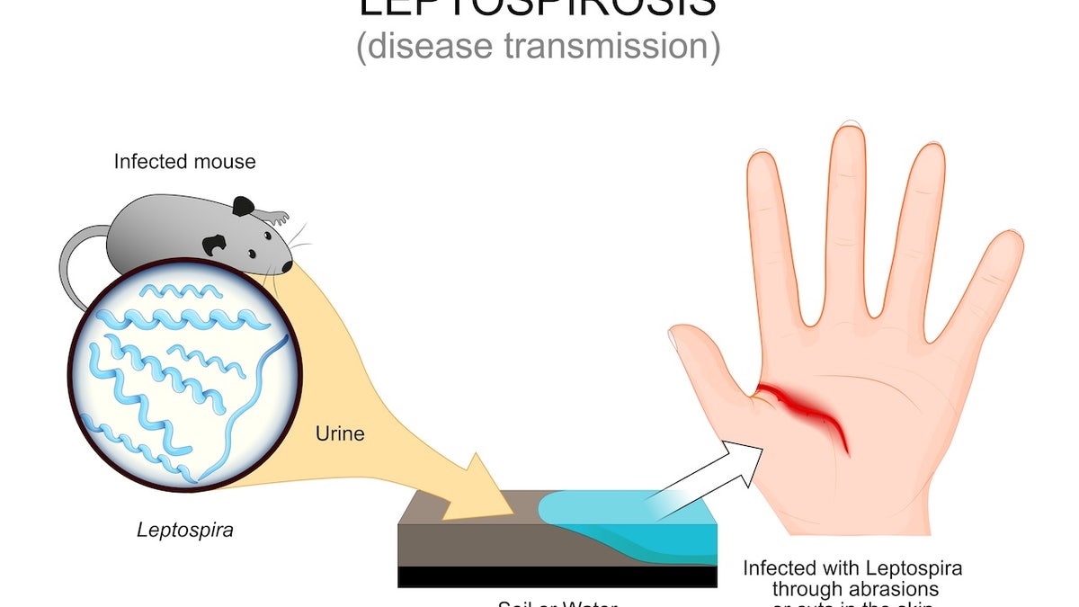 লেপ্টোস্পাইরোসিস সংক্রমণ