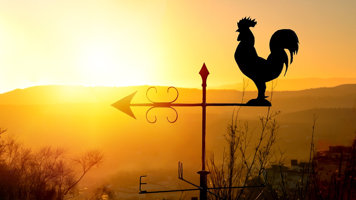 Rooster weather vane at sunrise with bright colors. Concept of early morning wake up