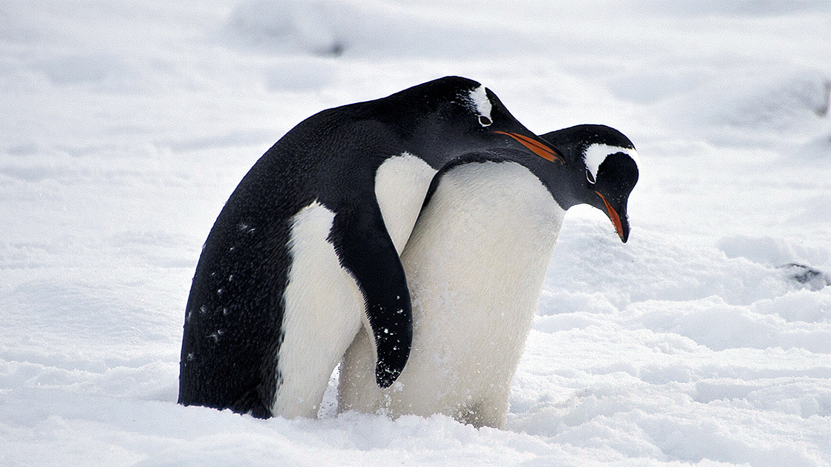 Penguins mating in snow