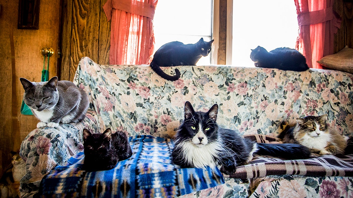 Gatos tumbados en el sofá.