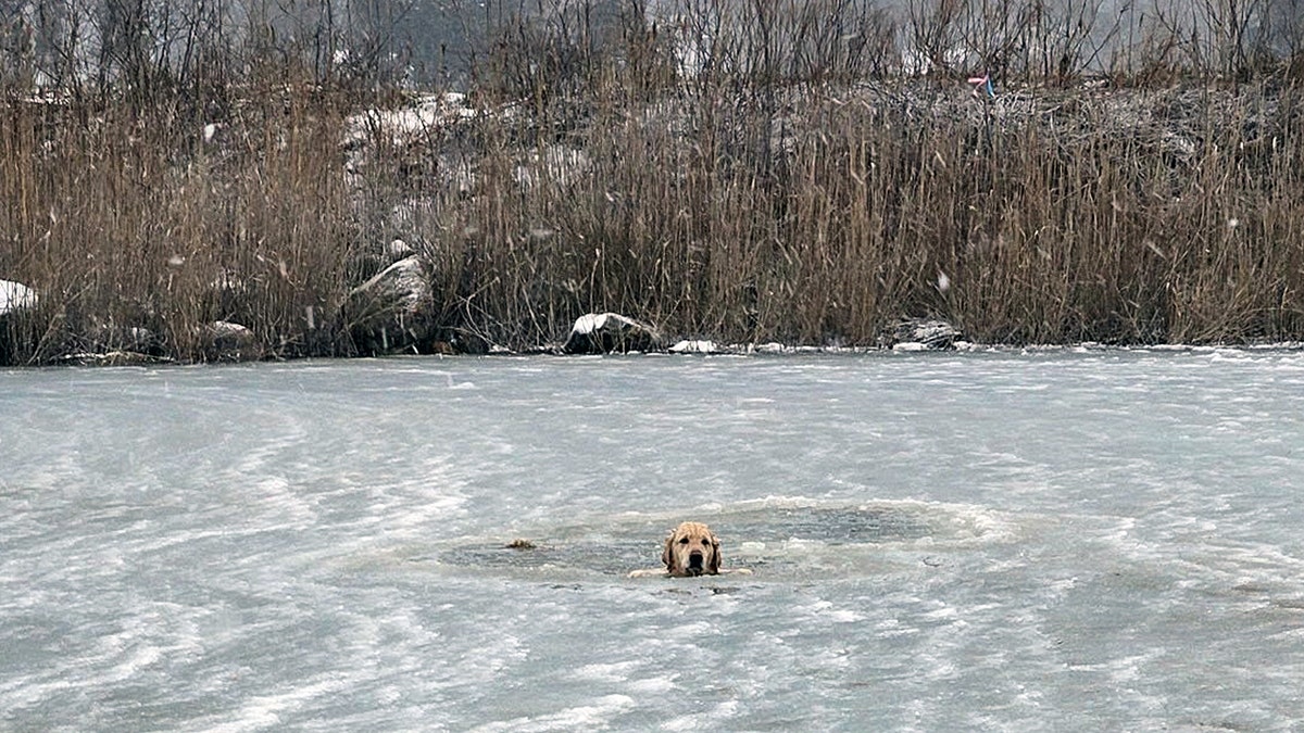 Phoenix the golden retriever stuck in icy pond