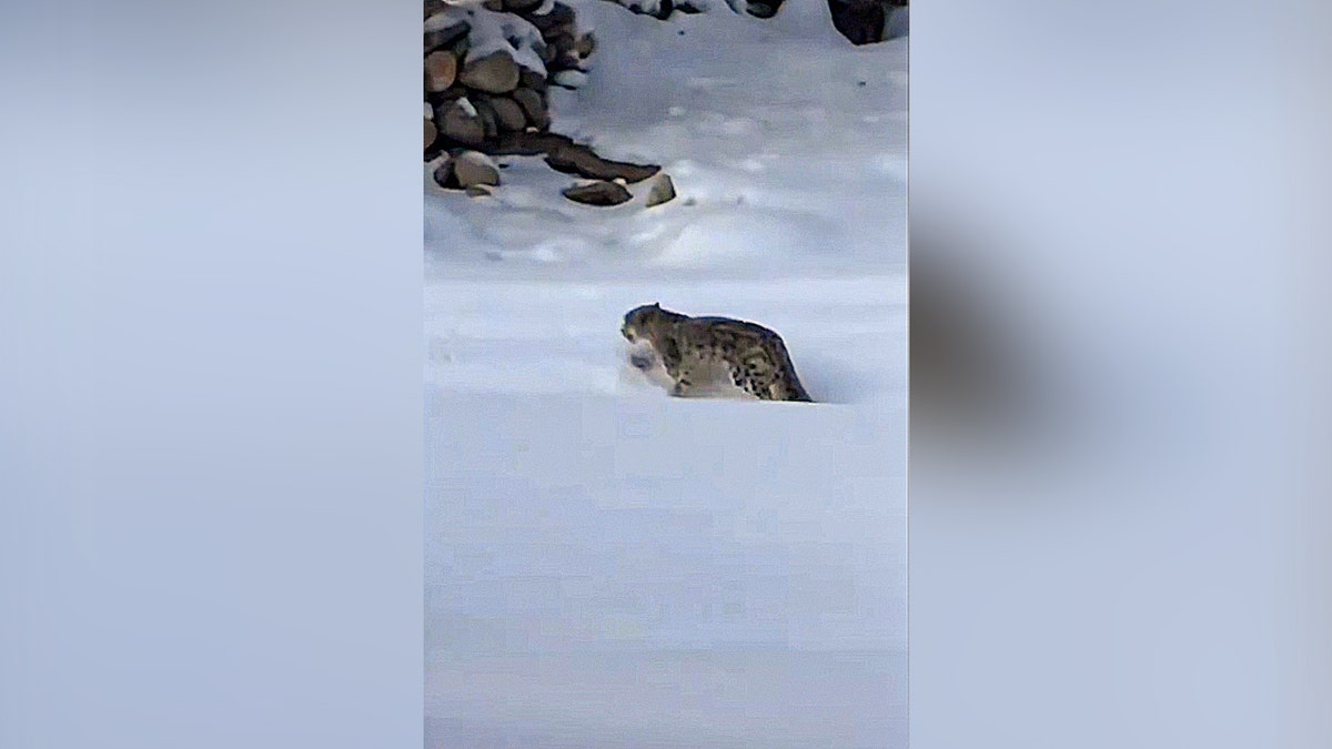 Snow leopard spotted near ski area